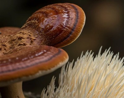 Kas Ganoderma spooripulber on ganoderma ekstrakt?